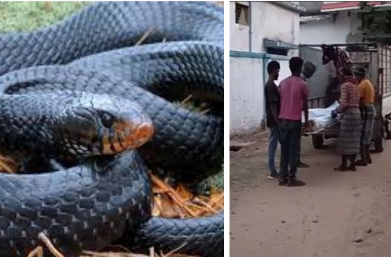 Video: शादी समारोह से लौटे परिवार को सांप ने डसा, मां-बेटे की मौत, पिता की हालत गंभीर