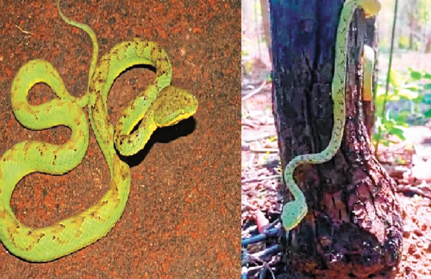 Bamboo pit viper snake of extinct species seen in the forest