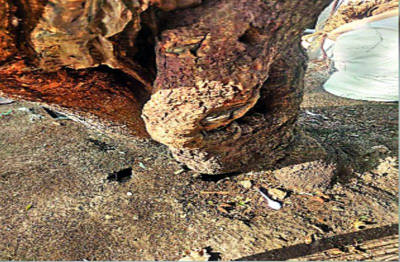 Alert: Be alert if there are such trees in your area