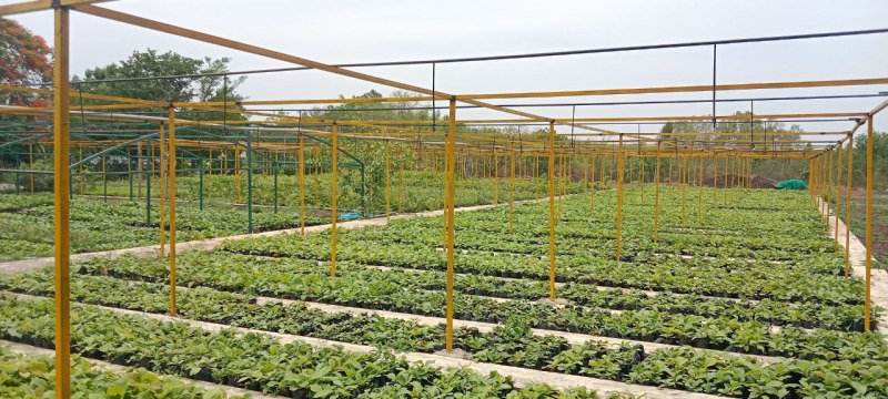 यहां तैयार होता है प्रदेश के लिए जंगल