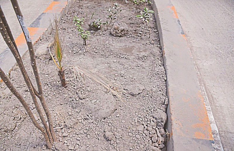 World Environment Day: Millions of plants are killed every year on Environment Day