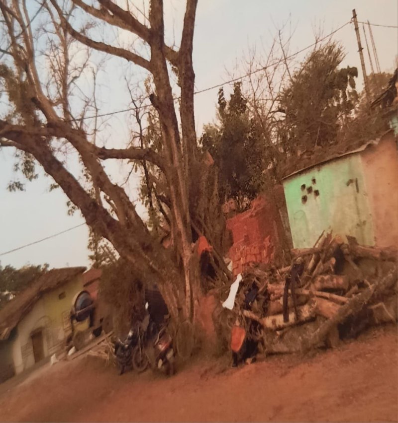 पेड़ काटने के लिए कोर्ट से हारा तो जहर दे दिया