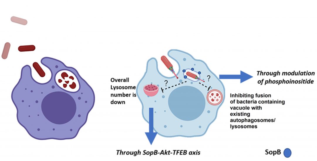 टायफाइड संक्रमण के लिए जिम्मेदार साल्मोनेला पर आइआइएससी की अहम खोज