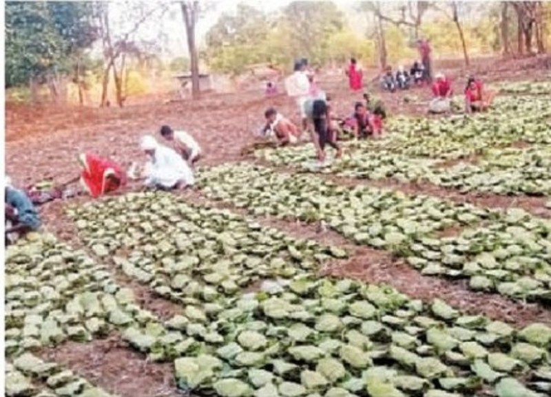 मार्च-अप्रेल में मौसम के बिगड़े मिजाज से हरे सोने का संग्रहण हुआ प्रभावित