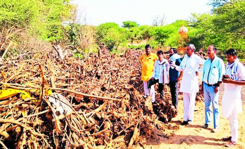 यहां वन विभाग की सात बीघा भूमि से पेड़ों की लकड़ी को भट्टियों में जला कोयला बनाकर बेच दिया