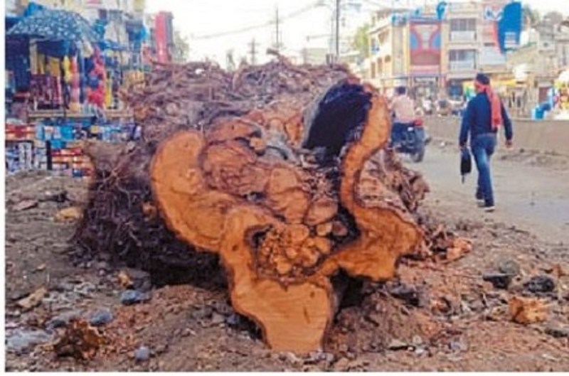 सड़क चौड़ीकरण के लिए शिफ्टिंग की बजाय पेड़ों की कटाई से चिंतित लोग