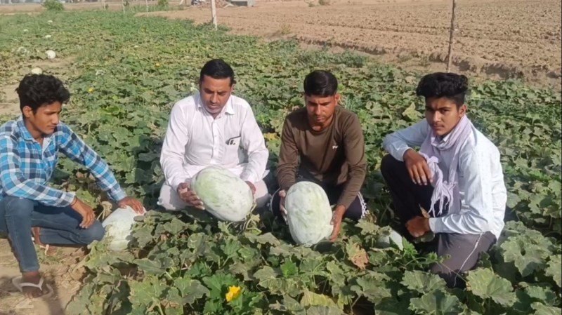 सफेद पेठा की बढ़ रही खेती