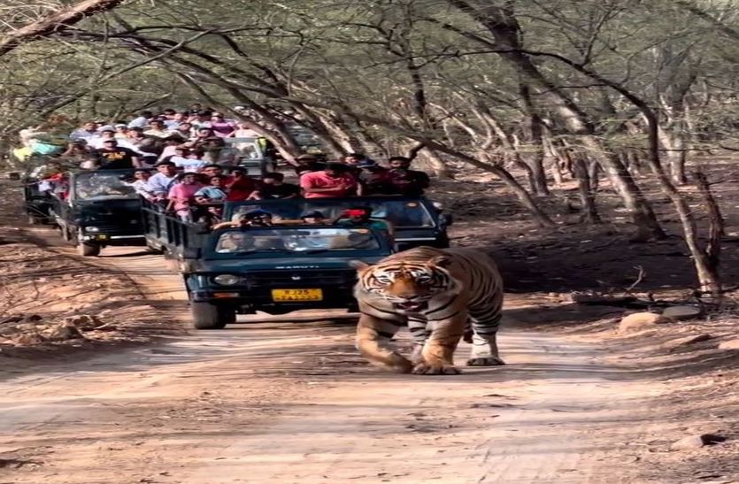 रणथम्भौर में दिखा जंगल के राजा का शाही अंदाज