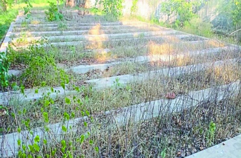 विभाग ने साधी चुप्पी: जुलाई व अगस्त में रोपे जाने से थे विभिन्न प्रजातियों के पौधे