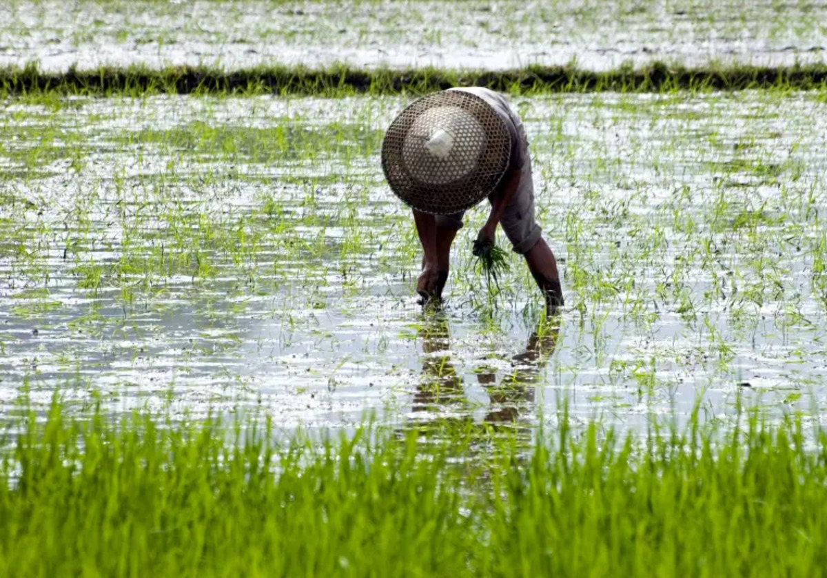china_farmers_facing_after_effects_of_heavy_rains.jpg