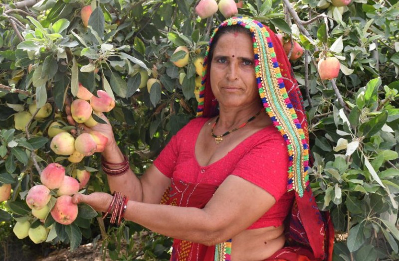 Apple farming in beri village rajasthan