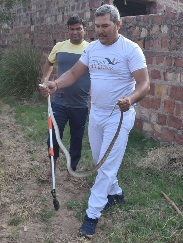 Snakes left the forest and camped in the house... see photos