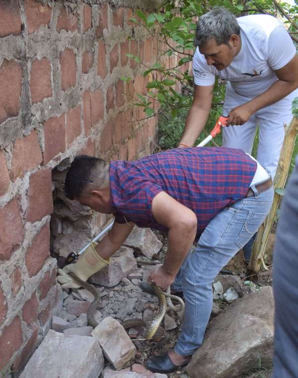 Snakes left the forest and camped in the house... see photos