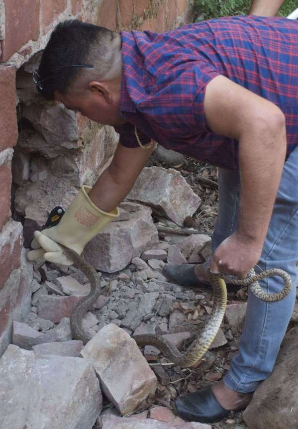 Snakes left the forest and camped in the house... see photos