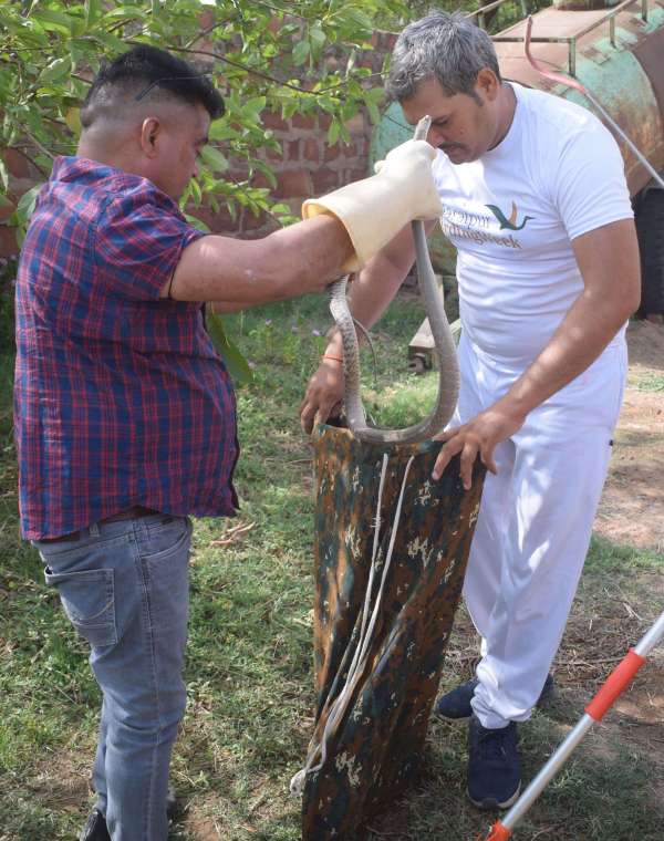 Snakes left the forest and camped in the house... see photos