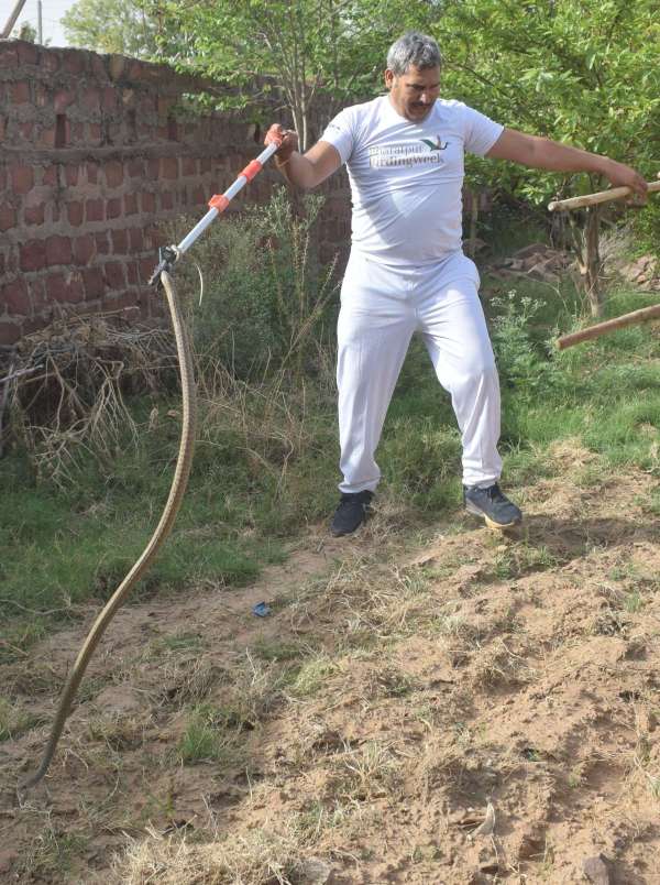 Snakes left the forest and camped in the house... see photos