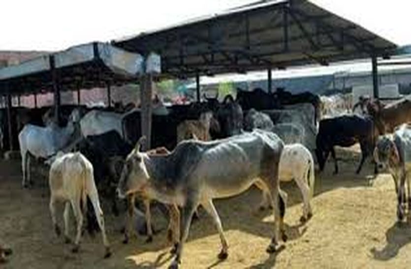 Become a cow devotee and open a cowshed, the state government will give one crore