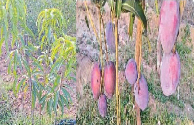 आम बना रहा खास... छत्तीसगढ़ में 1 लाख रुपए किलो में बिकने वाली जापानी आमों की खेती