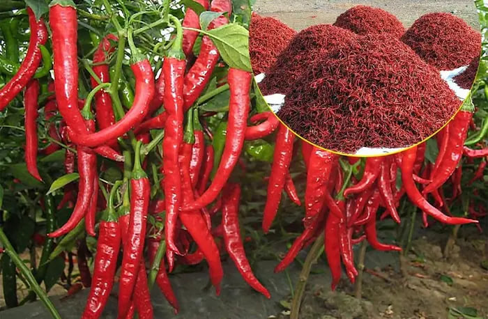 pungent_taste_and_bright_red_color_red_chilli_of_mathania_area_in_jodhpur_is_famous_worldwide.jpg