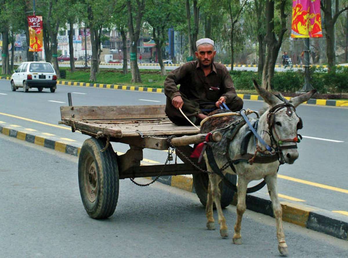 donkey_in_pakistan.jpg