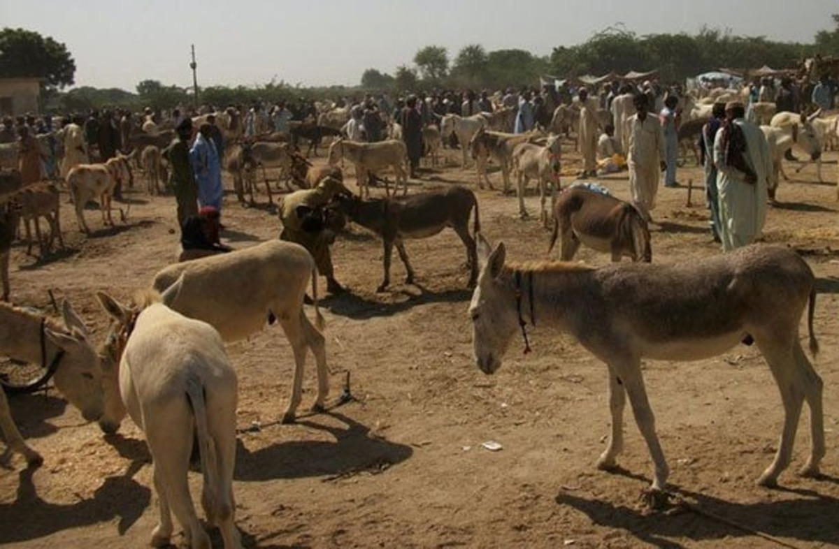donkeys_in_pakistan.jpg