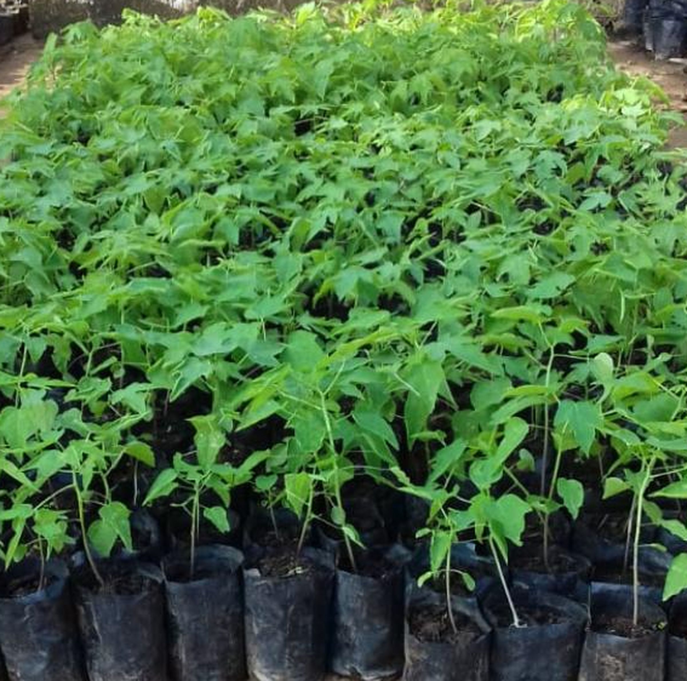 ढाई साल में भी तैयार नहीं हुआ एग्राे-फाॅरेस्ट्री रिसर्च सेंटर