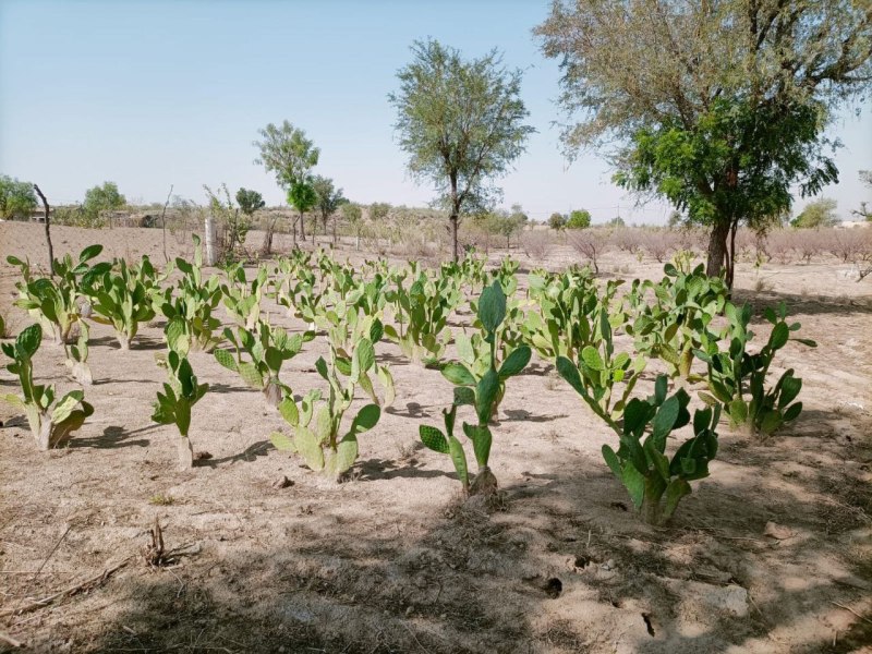 धोरों में कैक्टस का हरा चारा बना पशुओं के लिए वरदान