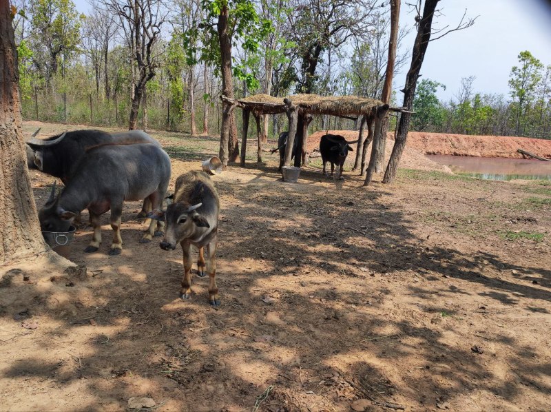 पहली बार 13 वनभैंस होंगे आजाद, पिंजरे से निकलकर जंगल में मचाएंगे धमाचौकड़ी