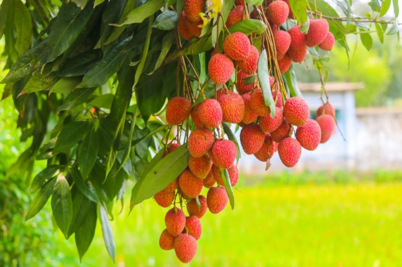 summer_fruit_litchi.png