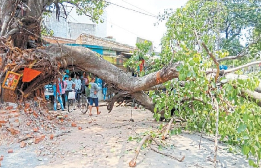 न अंधड़ न बारिश... दिनदहाड़े बीच सड़क पर गिर गया पीपल का एक बड़ा हिस्सा, 2 घायल