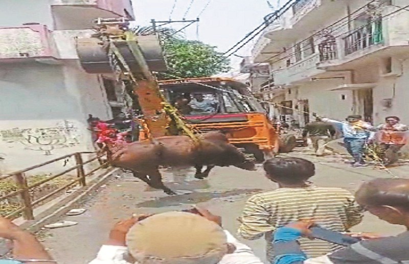 टीचर्स कॉलोनी कोटा: 6 दिन तक नाले में फंसे सांड को गो सेवकों ने निकाला