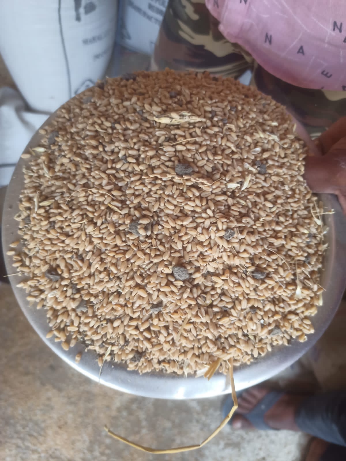 Wheat
