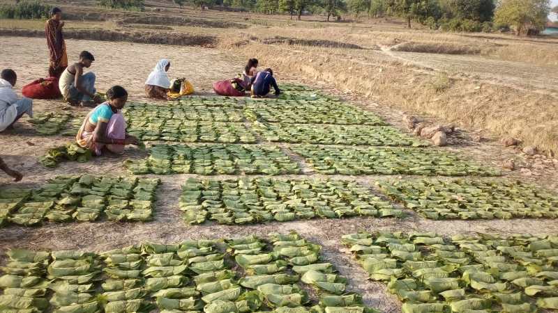 पेसा एक्ट से तेंदूपत्ता संग्राहकों की बढ़ी आमदानी