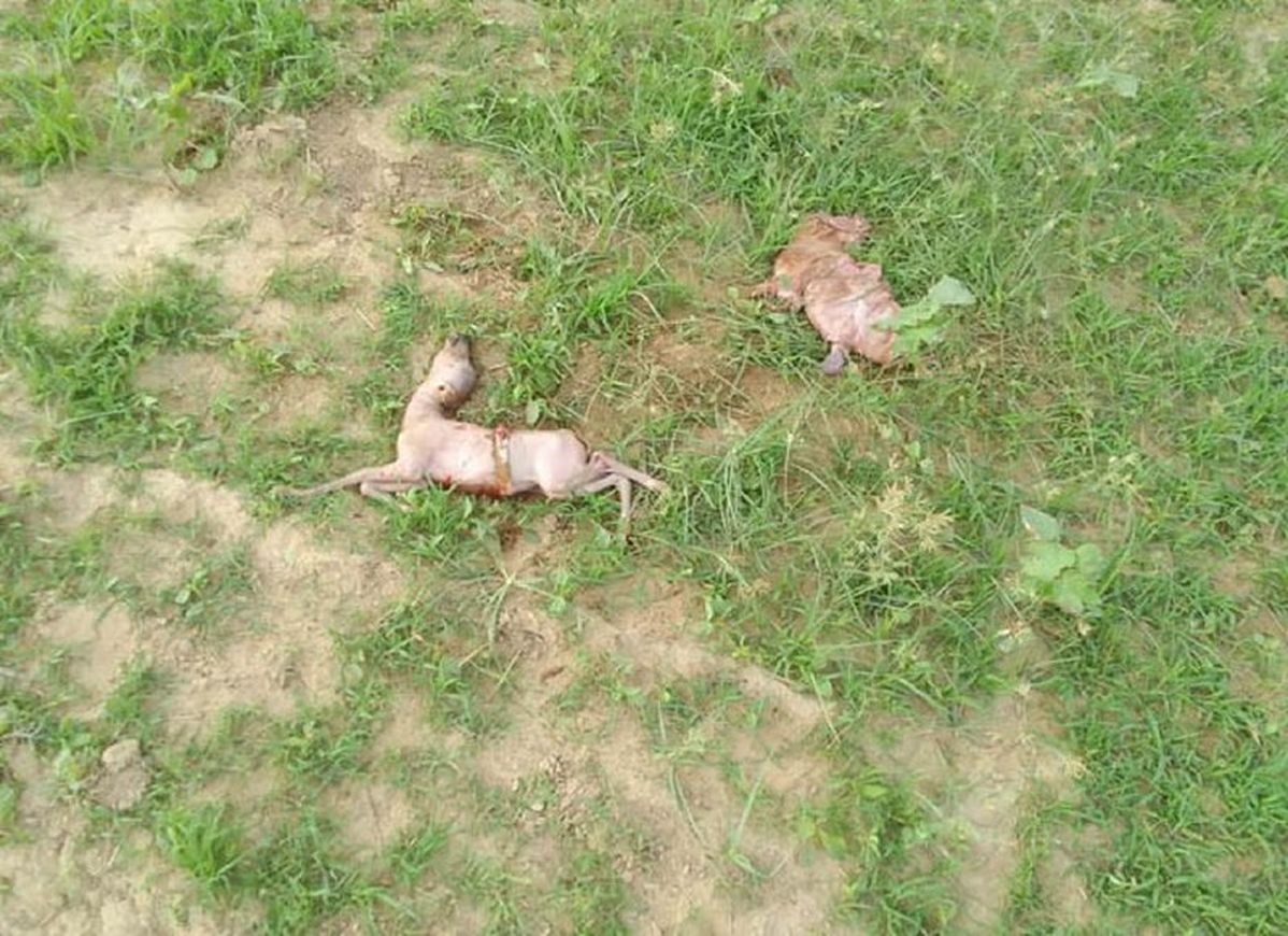 wildlife