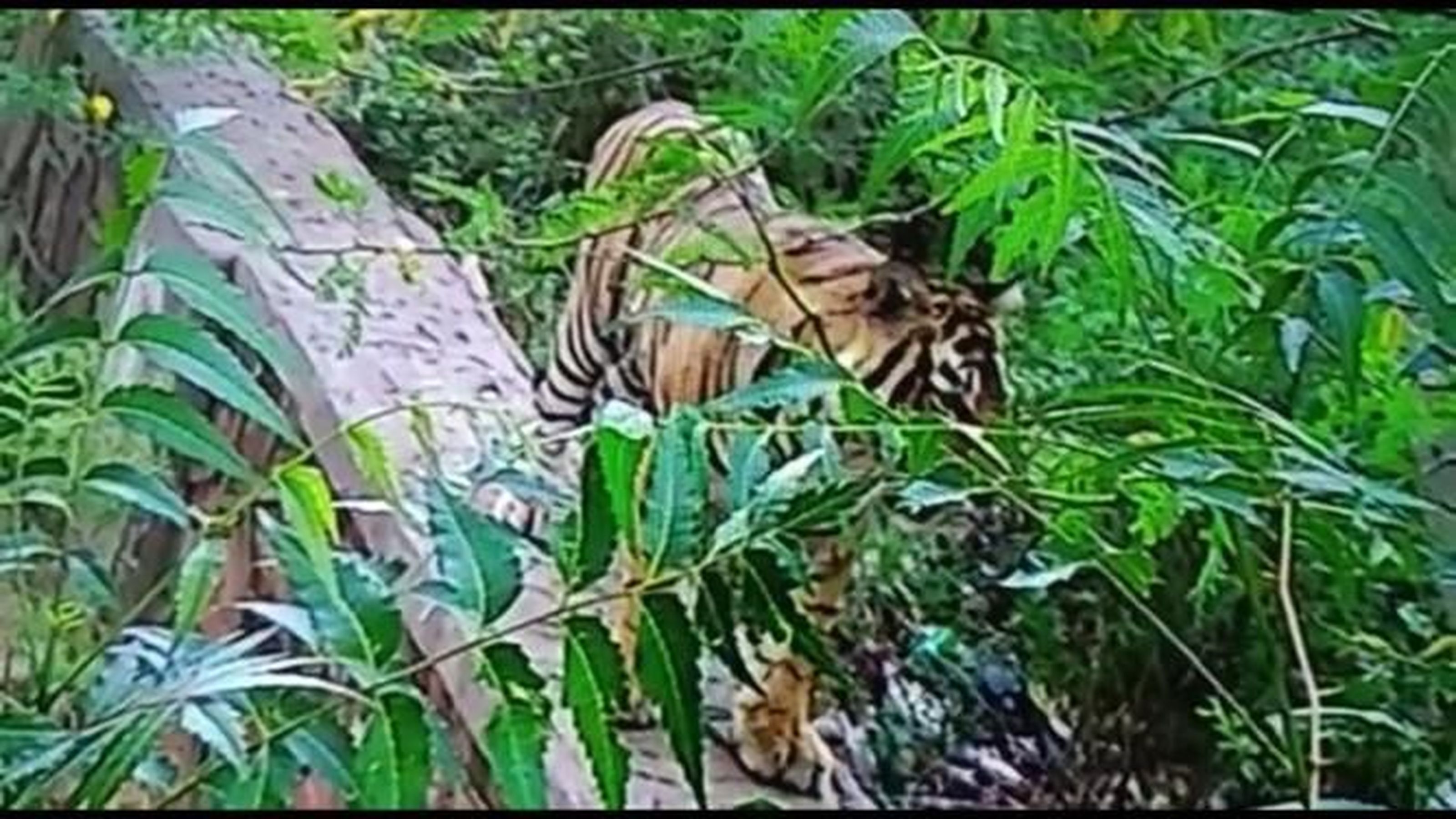 किसकी दहाड़ सुन अलवर के लोग सहम गए
