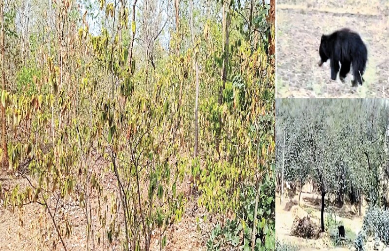 The bear wandered into the village in search of water