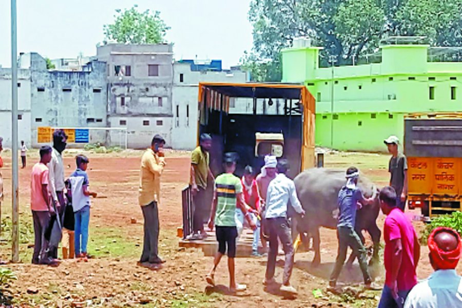 Action on two dairies, 70 cattle taken out