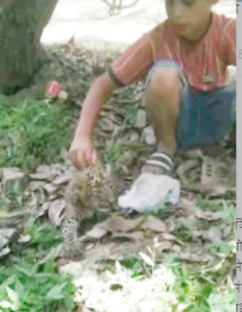 Meerut News: तेंदुआ के शावक और बच्चों के बीच हुई दोस्ती, वन विभाग ने रेस्क्यू कर मां से मिलाया, देखें वीडियो