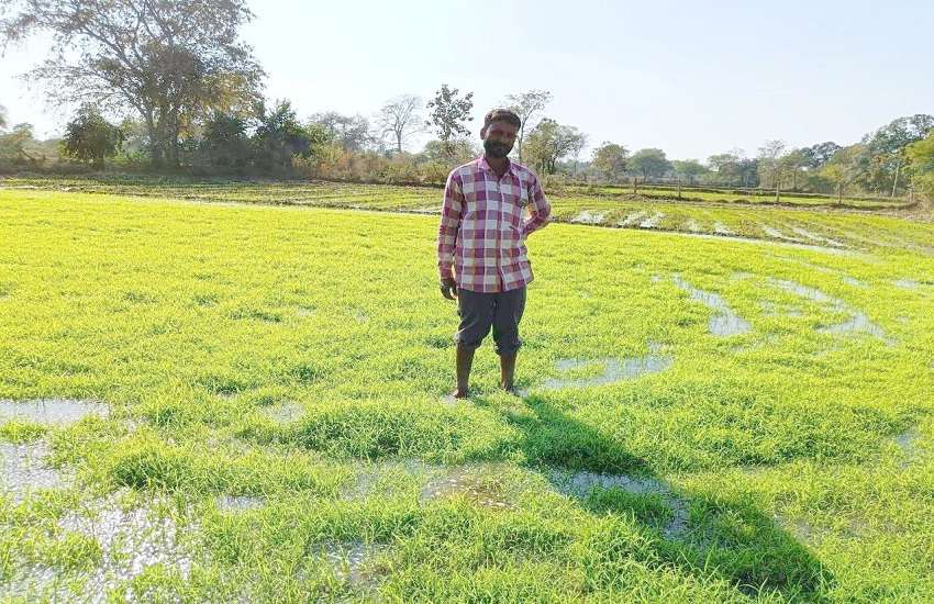 Millet Mission:छत्तीसगढ़ बना देश का मिलेट हब, देश का इकलौता ऐसा राज्य जहां समर्थन मूल्य पर हो रही खरीदी