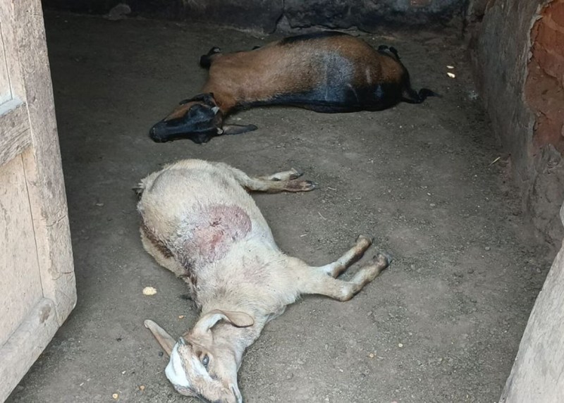 अज्ञात जानवर से वार्डवासी परेशान, घर में घुसकर बकरियों को बना रहा अपना शिकार