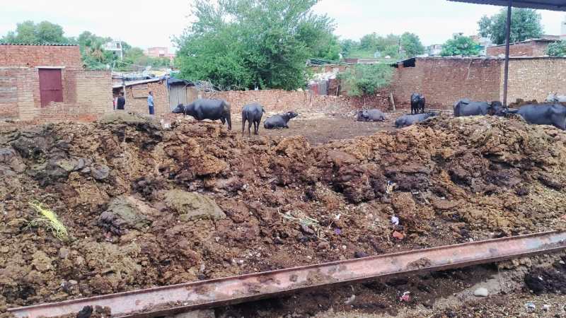 मुरैना के स्कूलों में लगे गोबर व कचरे के ढेर, बंधे है पशु