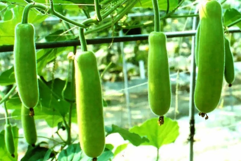 benefits-of-bottle-gourd.jpg