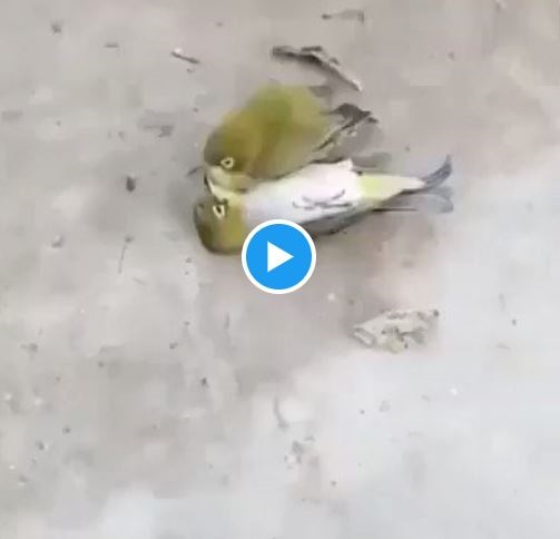 emotional_bird_viral_video_susanta_nanda.jpg