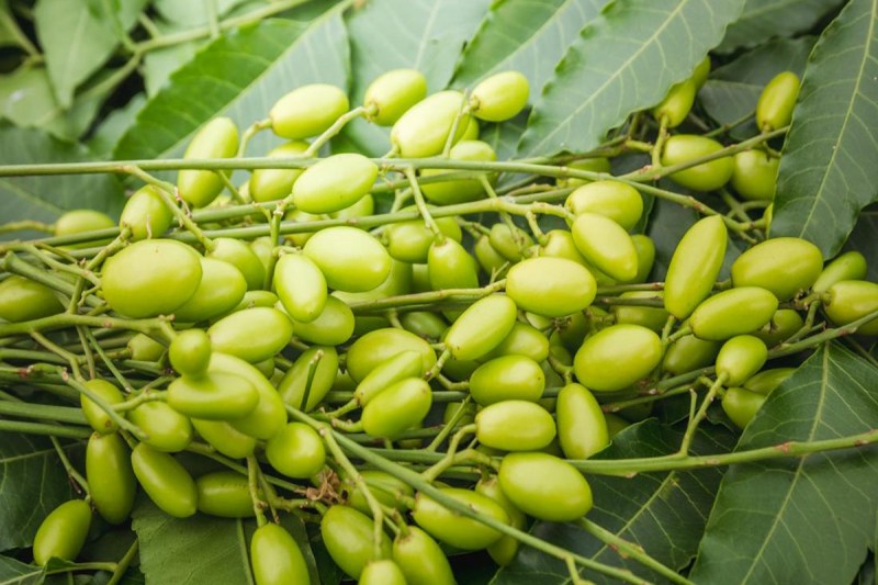 Neem leaves benefits
