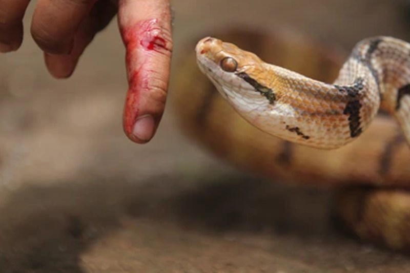 snake_bites.jpg
