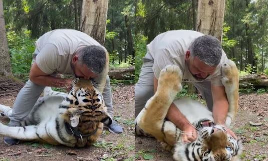 tiger_man_kiss_viral_video_man_kissing_tiger_on_lips_tiger_ko_aadmi_ne_kiya_kiss.jpg