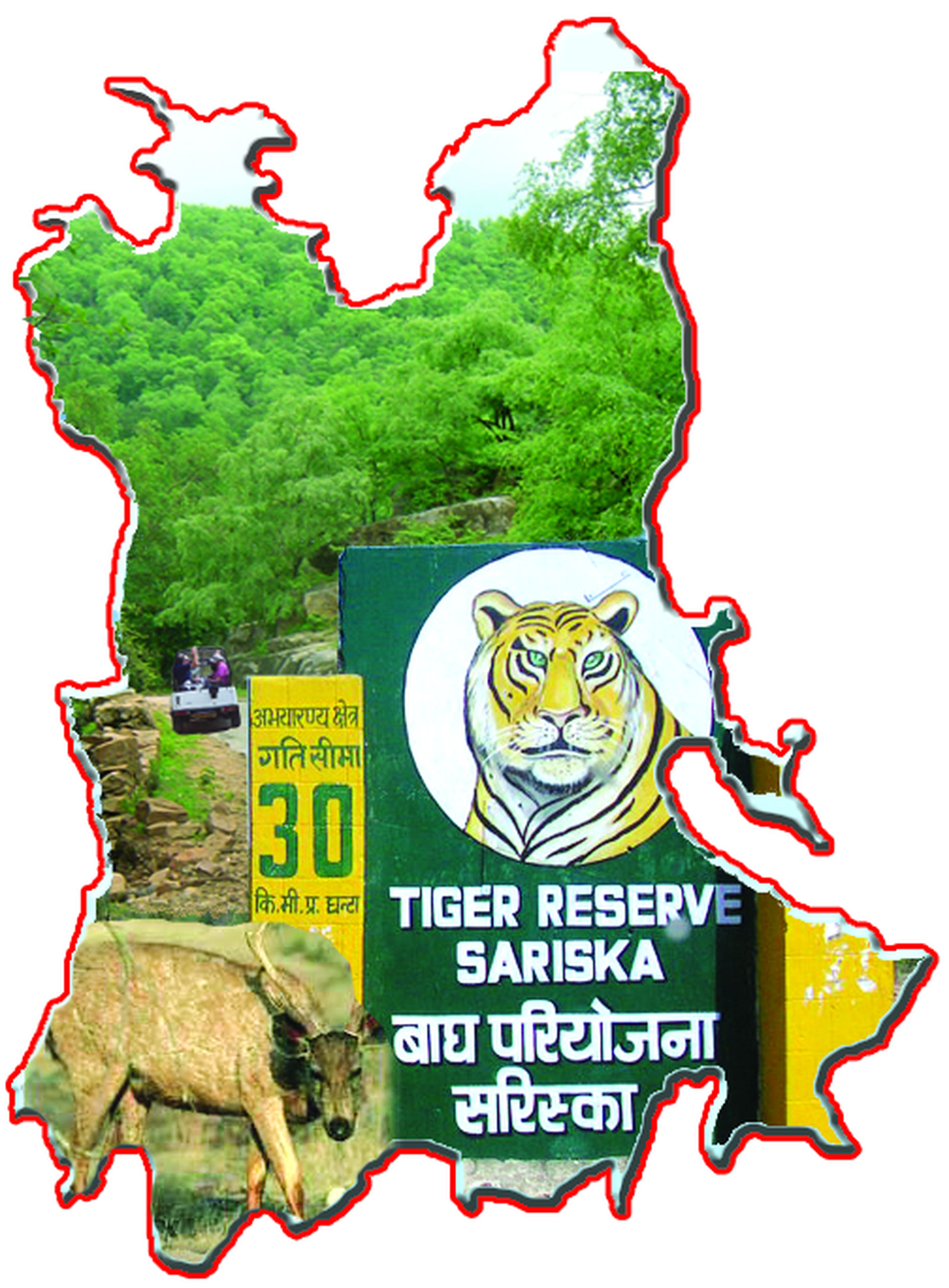 रणथंभौर से बड़ा पार्क, फिर भी सरिस्का में पर्यटक कम