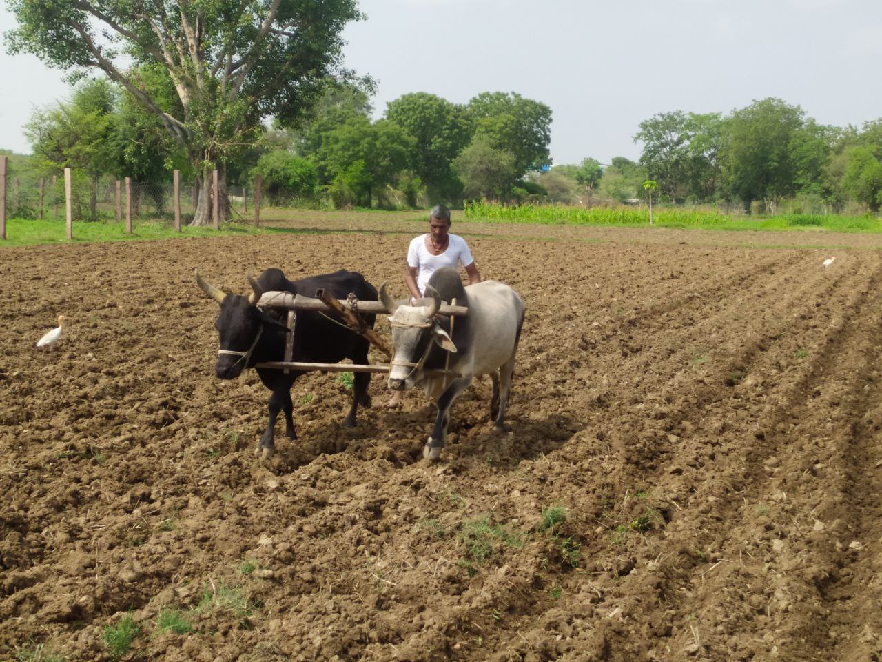 बिपरजॉय तूफान के बाद फिर खेत पहुंचे किसान, कर रहे कड़ी मेहनत