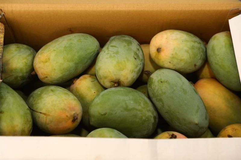 Ahmedabad: महोत्सव में बिके 2.94 लाख किलो केसर आम