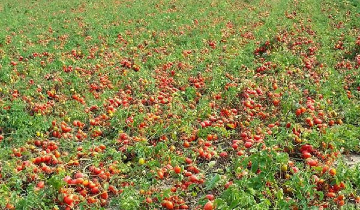 Tomato Price: टमाटर 100 रुपए पार, एक सप्ताह में तीन गुनी हुई कीमतें, अभी तो और
बढ़ेंगे दाम